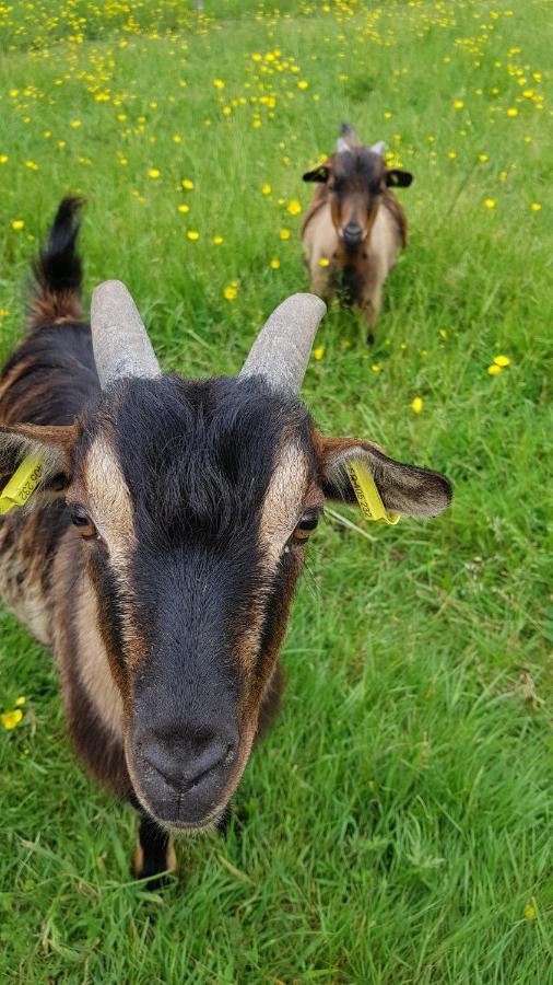 La ferme de Piardiere Plessé Exterior foto